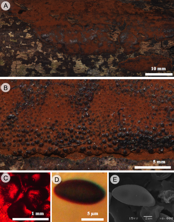 Hypoxylon rickii Y.M. Ju & J.D. Rogers. A y B. vista general del estroma efuso-pulvinado; C. corte transversal de peritecios mostrando pigmentos rojo escarlata en KOH 10%; D. ascospora con línea germinal recta vista en MO; E. ascospora con perisporio ligeramente estriado vista en MEB