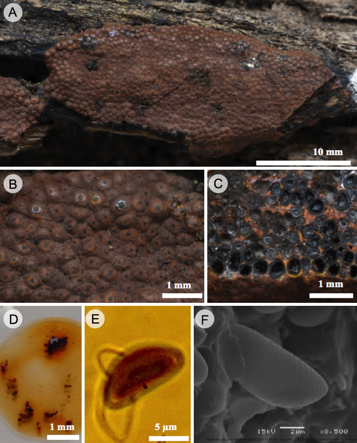Hypoxylon subgilvum Berk. & Broome. A y B. vista general del estroma efuso-pulvinado; C. estroma en corte mostrando peritecios esféricos y gránulos endostromatales anaranjados; D. pigmentos anaranjados en KOH al 10%; E. ascospora con perisporio dehiscente vista en MO; F. ascospora con perisporio estriado transversalmente vista en MEB