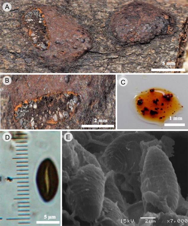 Hypoxylon erythrostroma J.H. Mill. A y B. vista general del estroma efuso-pulvinado con gránulos endostromatales anaranjados en corte transversal; C. pigmentos estromáticos anaranjados en KOH al 10%; D. ascospora con línea germinal sigmoide vista en MO; E. ascosporas con perisporio estriado transversalmente vistas en MEB