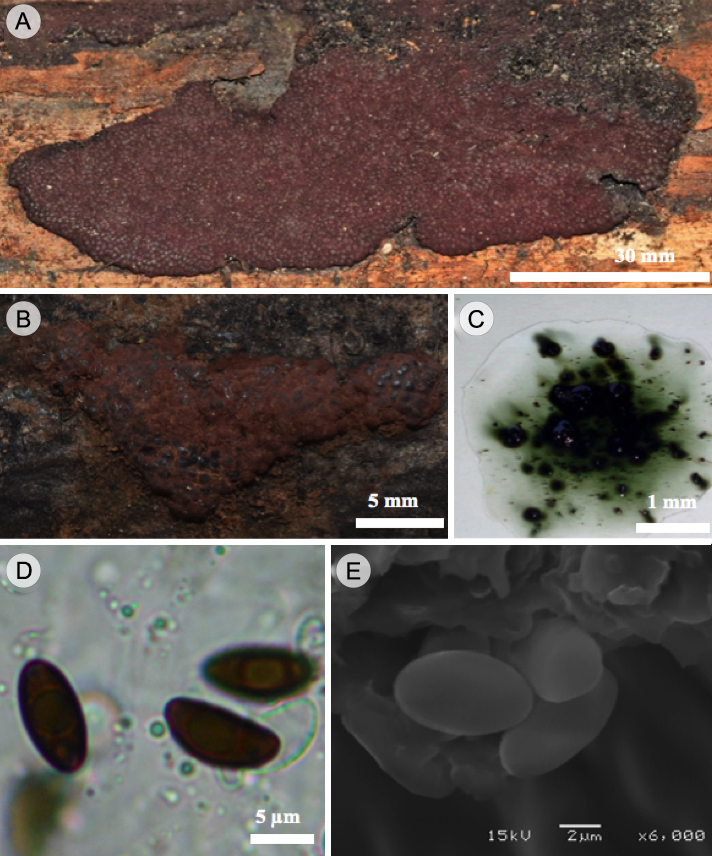 Hypoxylon investiens (Schwein.) M.A. Curtis. A y B. vista general del estroma efuso-aplanado; C. pigmentos oliváceos en KOH al 10%; D. ascosporas con perisporio indehiscente en KOH al 10%; E. ascosporas con perisporio liso vistas en MEB
