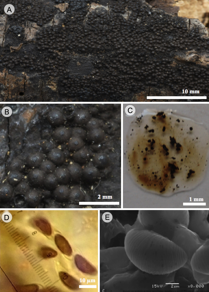 Hypoxylon jaklitschii Sir & Kuhnert. A. vista general del estroma glomerulado; B. vista del estroma con los peritecios conspicuos y esféricos; C. pigmentos ocre en KOH al 10%; D. ascosporas con perisporio dehiscente vistas en MO; E. ascosporas con perisporio estriado transversalmente vistas en MEB