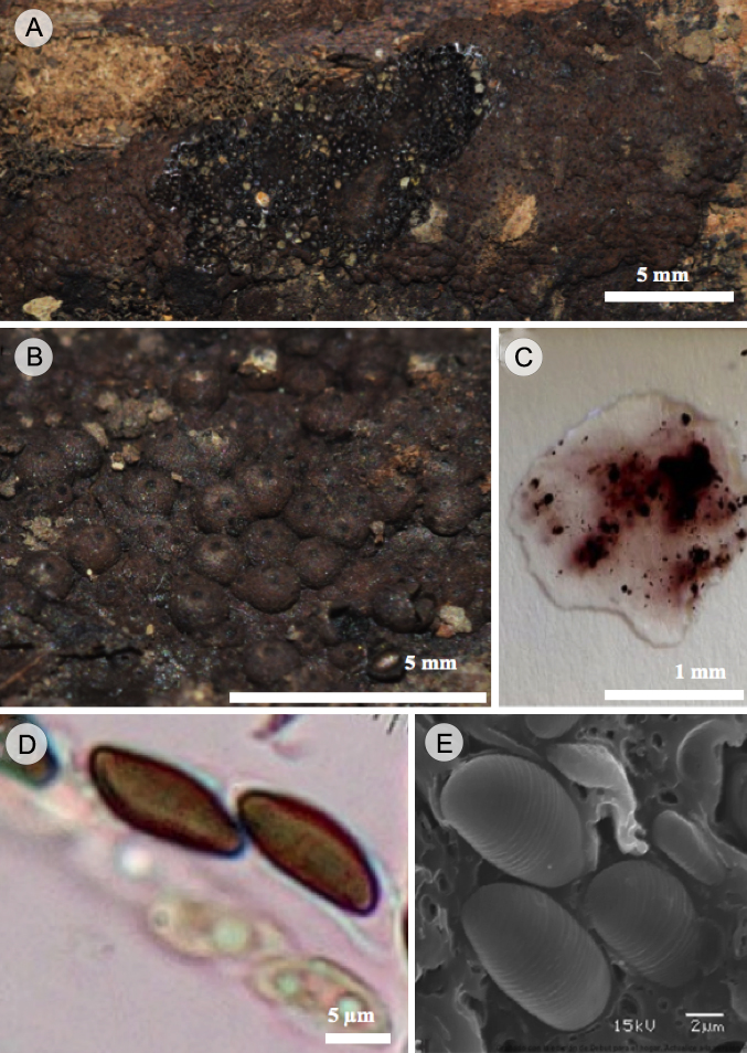 Hypoxylon lividipigmentum F. San Martín, Y.M. Ju & J.D. Rogers. A. vista general del estroma efuso-pulvinado; B. vista del estroma con los peritecios conspicuos y esféricos; C. pigmentos violetas en KOH al 10%; D. ascosporas con perisporio dehiscente y con línea germinal sigmoide vistas en MO; E. ascosporas con perisporio estriado transversalmente vistas en MEB