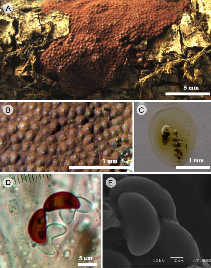 H. perforatum (Schwein.) Fr. A. vista general de estroma efuso-pulvinado; B. estroma mostrando ostiolos umbilicados rodeados por disco color blanco; C. pigmentos ámbar en KOH al 10%; D. ascosporas con perisporio dehiscente vistas en MO; E. ascosporas con perisporio estriado transversalmente vistas en MEB