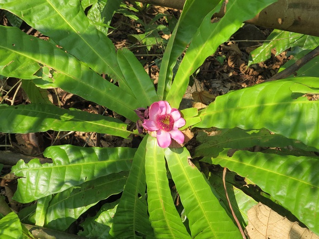 Gustavia sessilis S.A. Mori. Apical view of a monocaulous branch, showing the leaves forming a compact rosette, sessile oblanceolate leaf blades and a suprafoliar (terminal) inflorescence with three flowers, from &Aacute;rea de Manejo Especial de Bah&iacute;a Pi&ntilde;as, Aceite, Dari&eacute;n, Panama. Photo credits: Orlando O. Ortiz