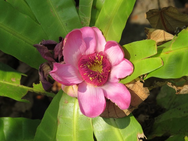 Gustavia sessilis S.A. Mori. Apical view of suprafoliar flower, showing its ovate petals and connate staminal ring, from &Aacute;rea de Manejo Especial de Bah&iacute;a Pi&ntilde;as, Aceite, Dari&eacute;n, Panama. Photo credits: Orlando O. Ortiz