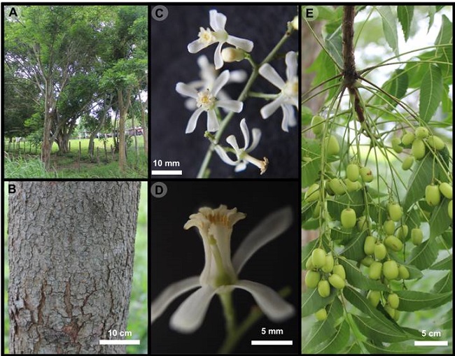 Azadirachta indica A. Juss. A. individuos usados como cerco vivo; B. detalle del tallo; C. detalle de la flor; D. vista interna en corte longitudinal de la flor; E. frutos inmaduros
