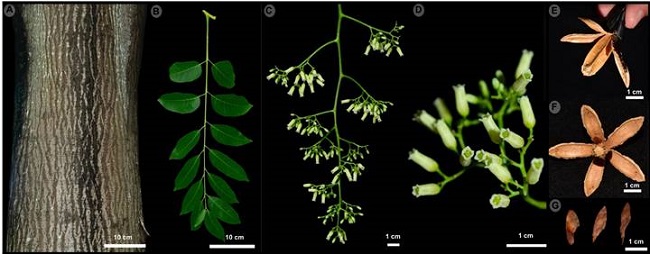 Cedrela odorata L. A. detalle de la corteza; B. detalle de la hoja; C. inflorescencia; D. detalle de las flores; E-F. frutos dehiscentes; G. semillas