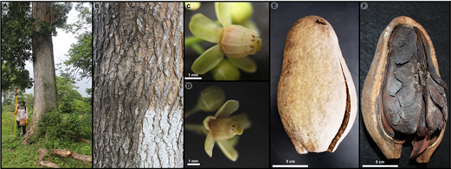 Swietenia macrophylla King. A-B. vista del fuste y detalle de la corteza; C-D. detalle de la flor; E. vista del fruto; F. vista del fruto, mostrando las semillas