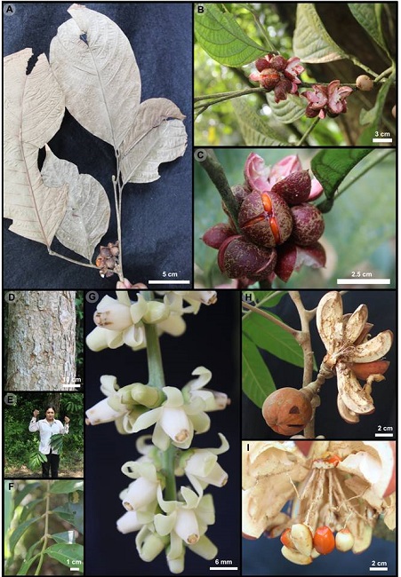 Guarea glabra Vahl. A. detalle de la hoja; B-C. frutos y semillas. G. grandifolia DC. D. detalle de la corteza; E-F. vista general y en detalle de la hoja; G. flores; H. frutos dehiscentes; I. detalle del fruto y semillas