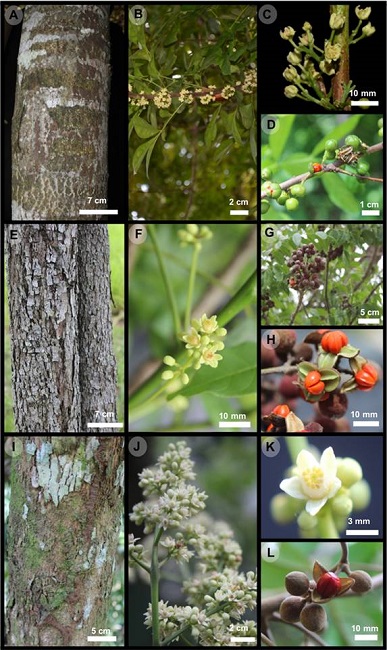 Trichilia havanensis Jacq. A. detalle del tallo; B. ramas con inflorescencias; C. flores; D. frutos dehiscentes mostrando las semillas. T. hirta L. E. detalle de la corteza; F. flores; G-H. frutos dehiscentes y semillas. T. martiana C. DC. I. detalle del tallo; J. vista de la inflorescencia; K. detalle de la flor; L. frutos y semillas frescas
