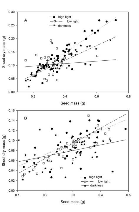 A. relationship between seed mass and shoot dry mass of Copaifera langsdorffii Desf.; B. C. oblongifolia Mart. seedling in high light intensity, low light intensity, and darkness in Minas Gerais, Brazil