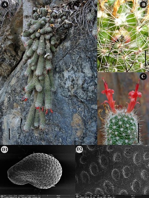 Cochemiea thomasii Garc&iacute;a-Mor., Rodr. Gonz&aacute;lez, J.
							Garc&iacute;a-Jim. & Iamonico. A. plant (scale bar=10 cm); B. spines (scale
							bar=1cm); C. flowers (scale bar=1 cm); D1. seed; D2. seed surface
							magnified (photos A-C by T. Linzen)