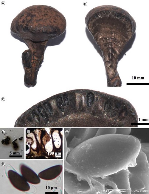 Daldinia asphalatum (Link ex Fr.)
									Sacc. A. estroma; B. corte longitudinal del
								estroma; C. corte mostrando los peritecios; D. corte liberando
								pigmento en KOH a 10%; E. peritecios; F. ascosporas en MO; G.
								ascosporas en MEB