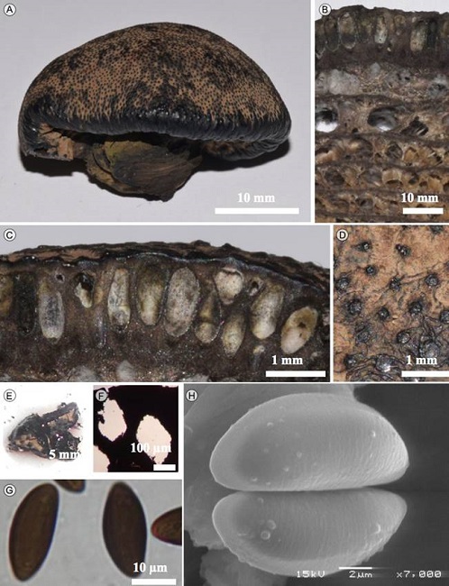 Daldinia macrospora F. San Mart&iacute;n, Y.M. Ju &
								J.D. Rogers. A. estroma; B. corte longitudinal del estroma; C. corte
								mostrando los peritecios; D. ostiolos en la superficie del estroma;
								E. corte liberando pigmento en KOH a 10%; F. peritecios; G.
								ascosporas en MO; H. ascosporas en MEB