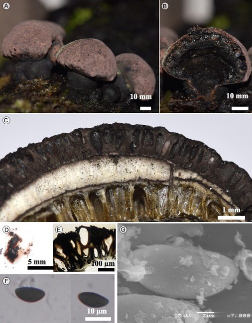 Daldinia mexicana F. San Mart&iacute;n, Y.M. Ju &
								J.D. Rogers. A. estroma; B. corte longitudinal del estroma; C. corte
								mostrando los peritecios; D. corte liberando pigmento en KOH a 10%;
								E. peritecios; F. ascosporas en MO; G. ascosporas en MEB
