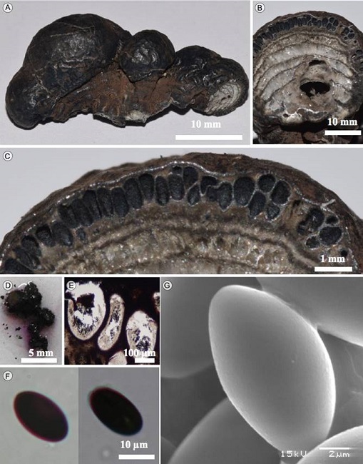 Daldinia petriniae Y.M. Ju, J.D. Rogers & F.
								San Mart&iacute;n. A. estroma; B. corte longitudinal del estroma; C. corte
								mostrando los peritecios; D. corte liberando pigmento en KOH a 10%;
								E. peritecios; F. ascosporas en MO; G. ascosporas en MEB