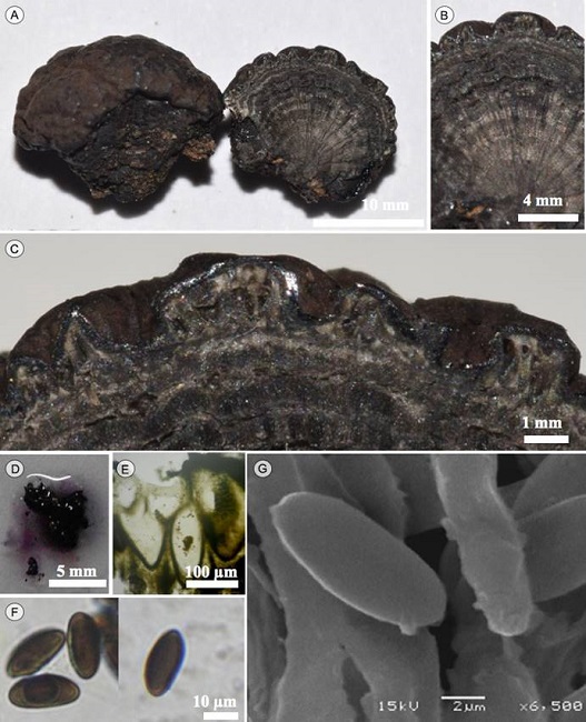 Daldinia rehmii L&aelig;ss&oslash;e, M. Stadler & J.
								Fourn. A. estroma; B. corte longitudinal del estroma; C. corte
								mostrando los peritecios; D. corte liberando pigmento en KOH a 10%;
								E. peritecios; F. ascosporas en MO; G. ascosporas en MEB