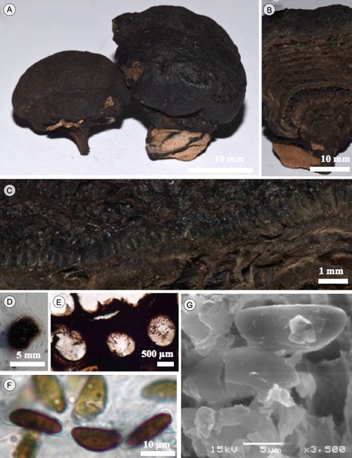 Daldinia vernicosa Ces. & De Not. A.
								estroma; B. corte longitudinal del estroma; C. corte mostrando los
								peritecios; D. corte liberando pigmento en KOH a 10%, E. peritecios;
								F. ascosporas en MO; G. ascosporas en MEB