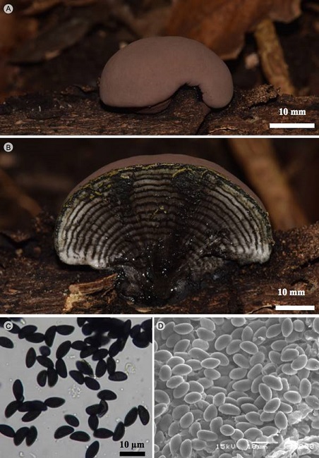 Daldinia brachysperma F. San Mart&iacute;n, Y.M. Ju
								& J.D. Rogers. A. estroma; B. corte longitudinal del estroma; C.
								ascosporas en MO; D. ascosporas en MEB
