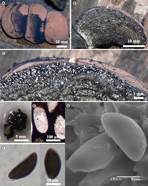 Daldinia caldariorum Henn. A. estroma; B. corte
								longitudinal estroma; C. corte mostrando los peritecios; D. corte
								liberando pigmento en KOH a 10%, E. peritecios; F. ascosporas en MO;
								G. ascosporas en MEB