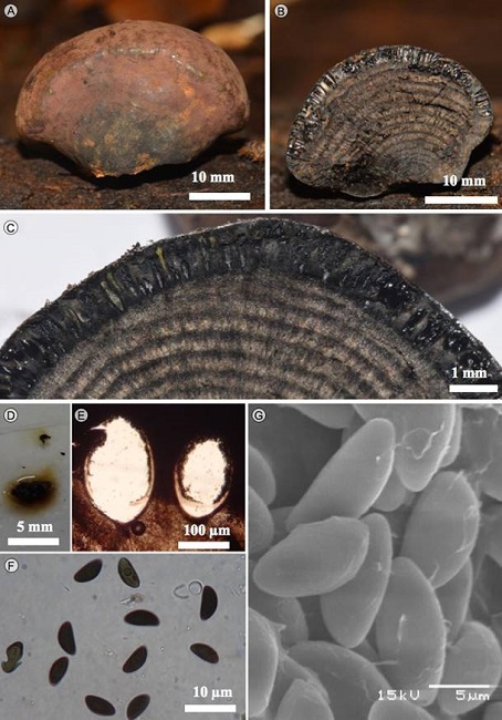 Daldinia childiae J.D. Rogers & Y.M. Ju. A.
								estroma; B. corte longitudinal estroma; C. corte mostrando los
								peritecios; D. corte liberando pigmento en KOH a 10%; E. peritecios;
								F. ascosporas en MO; G. ascosporas en MEB