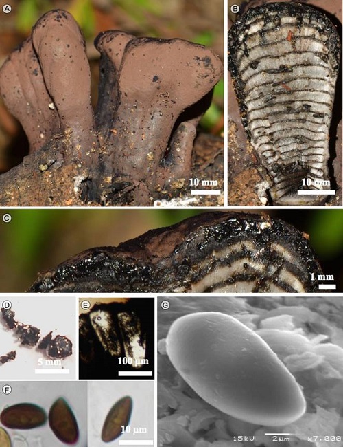 Daldinia clavata Henn. A. estroma; B. corte
								longitudinal del estroma; C. corte mostrando los peritecios; D.
								corte liberando pigmento en KOH a 10%; E. peritecios; F. ascosporas
								en MO; G. ascosporas en MEB