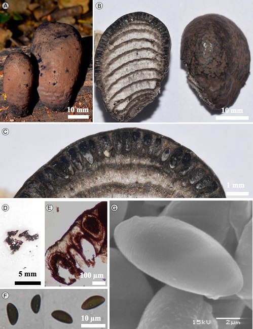 Daldinia cuprea Starb&auml;ck A. estroma; B. corte
								longitudinal del estroma; C. corte mostrando los peritecios; D.
								corte liberando pigmento en KOH a 10%; E. peritecios; F. ascosporas
								en MO; G. ascosporas en MEB