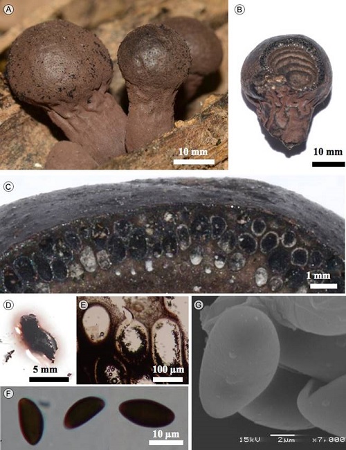 Daldinia decipiens Wollw. & M. Stadler. A.
								estroma; B. corte longitudinal del estroma; C. corte mostrando los
								peritecios; D. corte liberando pigmento en KOH a 10%; E. peritecios;
								F. ascosporas en MO; G. ascosporas en MEB