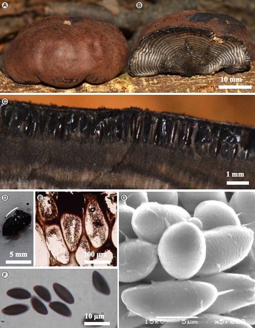 Daldinia eschscholtzii (Ehrenb.) Rehm. A.
								estroma; B. corte longitudinal del estroma; C. corte mostrando los
								peritecios; D. corte liberando pigmento en KOH a 10%; E. peritecios;
								F. ascosporas en MO; G. ascosporas en MEB