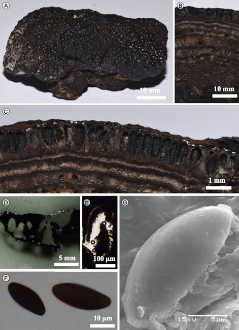 Daldinia grandis Child. A. estroma; B. corte
								longitudinal del estroma; C. corte mostrando los peritecios; D.
								corte liberando pigmento en KOH a 10%; E. peritecios; F. ascosporas
								en MO; G. ascosporas en MEB