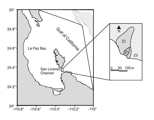 San Lorenzo Channel coral reef, La Paz Bay, Gulf of California, Mexico. Z1=zone 1, Z2=zone 2, Z3=zone 3