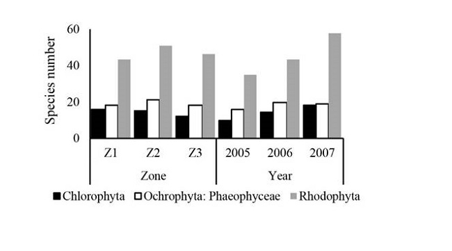 Macroalgae species number by phylum in the San Lorenzo Channel coral reef, La Paz Bay, Gulf of California, Mexico
