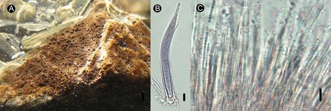 Heteroleibleinia fontana (Hansgirg) Anagnostidis & Komárek. A. costra; B. filamentos alrededor de un filamento de Homoeothrix juliana (Bornet & Flahault ex Gomont) Kirchner; C. filamentos paralelos. Escalas: 1 cm para la figura A; 5 µm para B y C