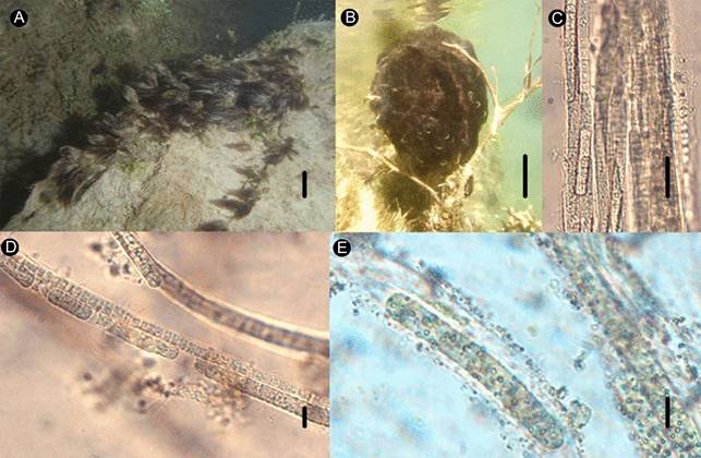 Schizothrix mexicana Gomont. A. fascículos; B. crecimiento esférico formado por filamentos heteropolares; C. porción basal de una rama falsa compuesta por muchos tricomas por vaina; D. porción media de una rama compuesta por un tricoma y varios hormogonios; E. hormogonio dentro de una vaina y porción de una rama con un tricoma, vaina difluente. Escalas: 3 cm para las figuras A y B; 20 µm para C; 8 µm para D y E