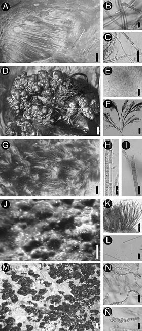 Formas de crecimiento y taxa de cianobacterias encontradas en cinco ríos, dos silíceos en el Estado de México, México, y tres calcáreos en el de San Luis Potosí, México. A. películas: B. Phormidium lividum (Hansgirg) Forti; C. Leptolyngbya truncata (Lemmermann) Anagnostidis & Komárek. D. colonias mucilaginosas laxas: E. Nostoc parmelioides Kützing ex Bornet & Flahault; F. Coleodesmium wrangelii Borzì ex Geitler. G. fascículos: H. Schizothrix mexicana Gomont; I. Phormidium subfuscum Kützing ex Gomont. J. costras: K. Homoeothrix juliana (Bornet & Flahault ex Gomont) Kirchner; L. Heteroleibleinia fontana (Hansgirg) Anagnostidis & Komárek. M. colonias mucilaginosas compactas: N. Nostoc verrucosum Vaucher ex Bornet & Flahault. Ñ. etapas pluricelulares aseriadas. Escalas: 1 cm para las figuras A, D, G, J y M; 100 µm para E, F, K; 10 µm para B, C, H, I, L, N y Ñ