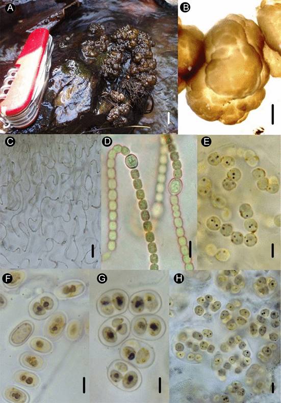 Nostoc parmelioides Kützing ex Bornet & Flahault. A. y B. colonias mucilaginosas laxas; C. disposición de los tricomas; D. acercamiento de tricomas con heterocito intercalar; E. células del tricoma con gránulos de polifosfato; F. acinetos dispuestos en hilera y con gránulos de polifosfato; G. germinación de los acinetos; H. colonias microscópicas. Escalas: 5 cm para la figura A; 0.5 cm para B; 10 µm para C y D; 5 µm para E, F, G y H