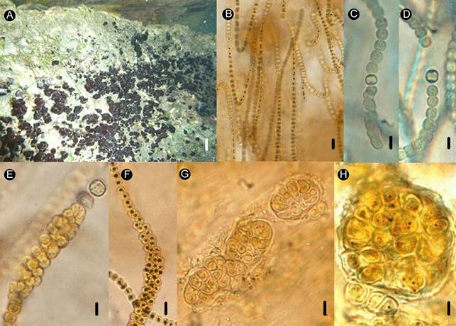 Nostoc verrucosum Vaucher ex Bornet & Flahault. A. colonias mucilaginosas compactas gregarias sobre la roca; B. disposición de los tricomas; C. tricoma con heterocito intercalar; D. heterocito en la base del tricoma; E. fase pluriseriada con heterocito basal; F. etapa pluriseriada aseriada atenuada con gránulos de polifosfato; G.-H. fases esféricas tipo seudoparénquima. Escalas: 3 cm para la figura A; 15 µm para B; 8 µm para C, D y E; 10 µm para G y H