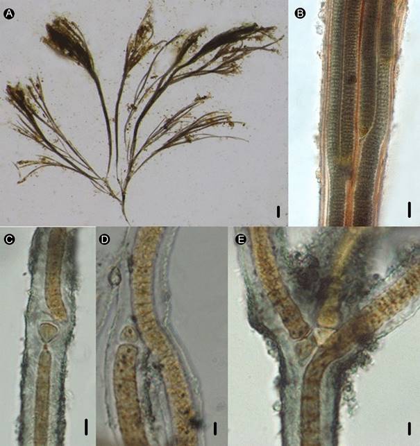 Coleodesmium wrangelii Borzì ex Geitler. A. fascículos compuestos por ramas falsas con varios tricomas por vaina; B. eje principal del fascículo con 4 tricomas; C. heterocito intercalar y vaina mucilaginosa; D. y E. acercamientos de la base de dos ramas con un heterocito. Escalas: 2 mm para la figura A; 8 µm para B y C; 5 µm para D y E