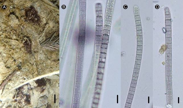 Phormidium subfuscum Kützing ex Gomont. A. fascículos donde P. subfuscum es metafitica; B. filamentos lilas y con gránulos alrededor de los septos celulares; C-D. célula apical atenuada. Escalas: 2 cm para la figura A; 8 µm para B y 6 µm para C y D