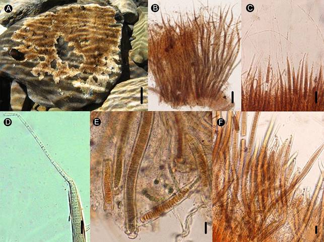 Homoeothrix juliana (Bornet & Flahault ex Gomont) Kirchner. A. costra; B. filamentos heteropolares que componen la costra; C. atenuación de los filamentos tipo cabello y presencia de hormogonios atenuados en la parte apical de los filamentos; D. acercamiento de la atenuación de los filamentos; E. célula basal redondeada; F. filamentos entremezclados de Homoeothrix juliana (Bornet & Flahault ex Gomont) Kirchner y Heteroleibleinia fontana (Hansgirg) Anagnostidis & Komárek. Escalas: 10 cm para la figura A; 15 µm para B y C; 10 µm para D, E, y F