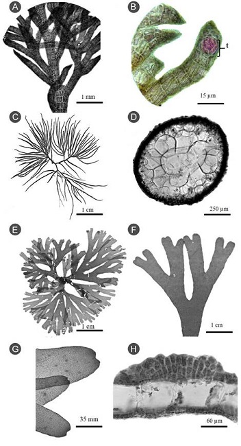 Bostrychia montagnei Harvey: A. hábito
arbustiforme, ramificación monopodial; B. células de forma
rectangular y tetrasporangio (t) en el ápice y pelos feofíceos en
las rámulas. Crassiphycus corneus (J. Agardh)
Gurgel, J.N. Norris y Fredericq: C. hábito con talos erectos, lisos,
ramificación monopodial; D. células de forma piriniforme a irregular
en corte transversal. Canistrocarpus cervicornis
(Kützing) De Paula y De Clerck: E. hábito membranáceo, talos
ramificación dicotómica sin nervio central; F. rámulas dicotómicas;
G. ápice ovoide; H. corte transversal, células en rectangulares a
irregulares, plurangios en la corteza