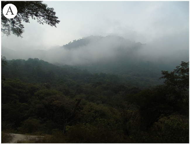 Diferentes paisajes del bosque mes&oacute;filo de monta&ntilde;a perturbado del Parque Nacional Ca&ntilde;&oacute;n del R&iacute;o Blanco (PNCRB), Veracruz, M&eacute;xico. A. Cerro San Crist&oacute;bal, entre nubes; B. vista panor&aacute;mica de la ciudad de Orizaba desde el cerro San Crist&oacute;bal, entre nubes; C. vista del bosque mes&oacute;filo del PNCRB y su continuaci&oacute;n hacia la regi&oacute;n de Zongolica. Fotograf&iacute;as: A. F. Vargas-Rueda.