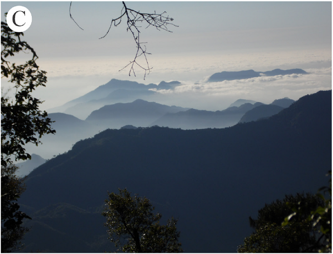 Diferentes paisajes del bosque mes&oacute;filo de monta&ntilde;a perturbado del Parque Nacional Ca&ntilde;&oacute;n del R&iacute;o Blanco (PNCRB), Veracruz, M&eacute;xico. A. Cerro San Crist&oacute;bal, entre nubes; B. vista panor&aacute;mica de la ciudad de Orizaba desde el cerro San Crist&oacute;bal, entre nubes; C. vista del bosque mes&oacute;filo del PNCRB y su continuaci&oacute;n hacia la regi&oacute;n de Zongolica. Fotograf&iacute;as: A. F. Vargas-Rueda.