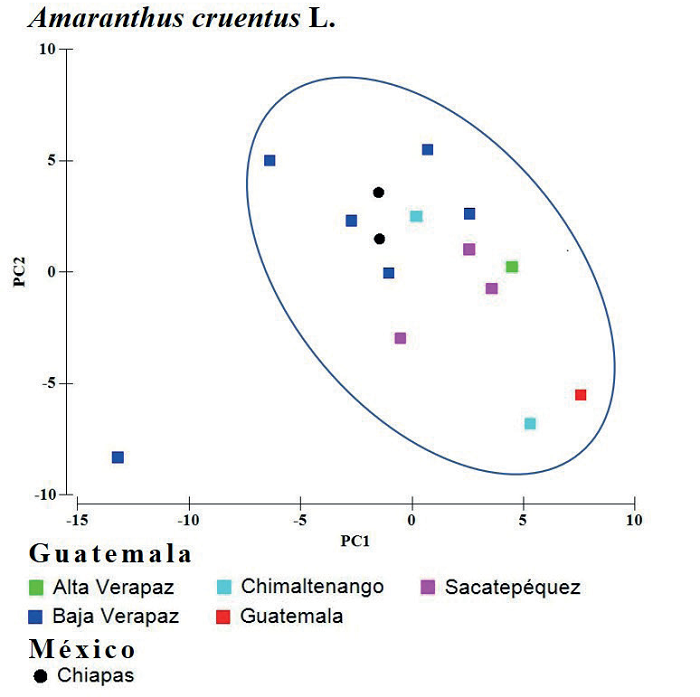 Ordenamiento de Amaranthus cruentus L. y A. hybridus L. con base en el an&aacute;lisis de componentes principales de 22 caracteres morfol&oacute;gicos asociados a las estructuras de flores pistilada con respecto a la procedencia geogr&aacute;fica de colecta de los ejemplares.
