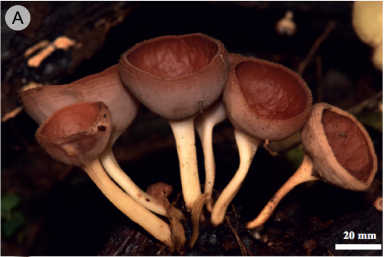 Cookeina colombiana Raymundo, Montes-Fuentes & R. Valenz. A. apotecios
							estipitados gregarios; B. apotecio solitario maduro; C. apotecios
							inmaduros; D. apotecio mostrando el margen con cinco hileras de pelos
							alrededor del apotecio.