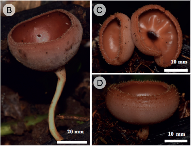 Cookeina colombiana Raymundo, Montes-Fuentes & R. Valenz. A. apotecios
							estipitados gregarios; B. apotecio solitario maduro; C. apotecios
							inmaduros; D. apotecio mostrando el margen con cinco hileras de pelos
							alrededor del apotecio.