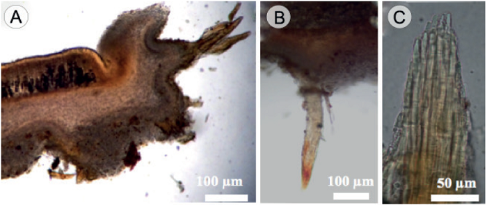 Cookeina colombiana Raymundo, Montes-Fuentes &
							R. Valenz. A. corte longitudinal del apotecio; B. pelo; C. disposici&oacute;n
							paralela de las hifas de pelo; D. corte del apotecio mostrando el
							himenio y exc&iacute;pulo medular y ectal; E. corte del apotecio mostrando
							exc&iacute;pulo ectal y medular; F-G. c&eacute;lulas del exc&iacute;pulo ectal.