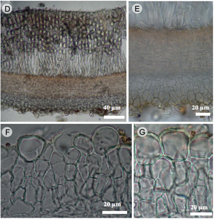 Cookeina colombiana Raymundo, Montes-Fuentes &
							R. Valenz. A. corte longitudinal del apotecio; B. pelo; C. disposici&oacute;n
							paralela de las hifas de pelo; D. corte del apotecio mostrando el
							himenio y exc&iacute;pulo medular y ectal; E. corte del apotecio mostrando
							exc&iacute;pulo ectal y medular; F-G. c&eacute;lulas del exc&iacute;pulo ectal.