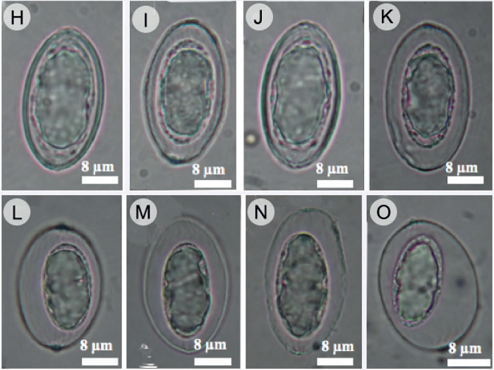 Cookeina colombiana Raymundo, Montes-Fuentes &
							R. Valenz. A. ascas y par&aacute;fisis; B. ascas uniseriadas, mostrando la capa
							gelatinosa que rodea a las ascosporas; C. subop&eacute;rculo del asca; D. base
							del asca; E-G. &aacute;pice de setas himeniales; H-J. ascosporas; K-O.
							ascosporas dentro de la capa gelatinizada.