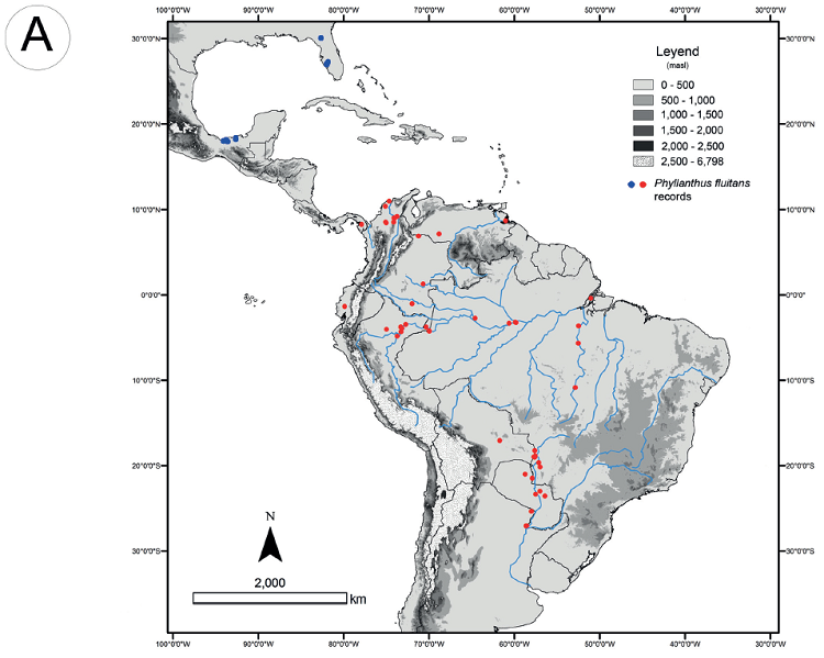 A. distribution of Phyllanthus fluitans Benth. ex
							M&uuml;ll. Arg. Occurrence data from GBIF
								(2020); in red native, in blue non-native records; B.
							location in Matusagarat&iacute; complex of wetlands in Dari&eacute;n Province,
							Panama.
